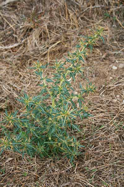 Xanthium spinosum, Nappola spinosa, Spino d'asino, Appodda-appodda, Cuscusoni spinosu