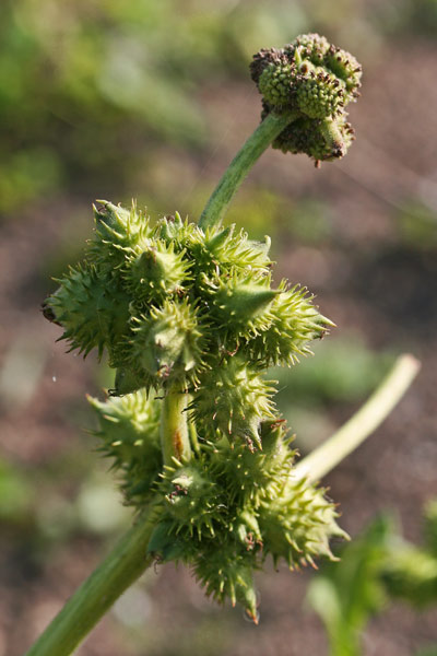 Xanthium strumarium, Nappola minore, Cuscusoni