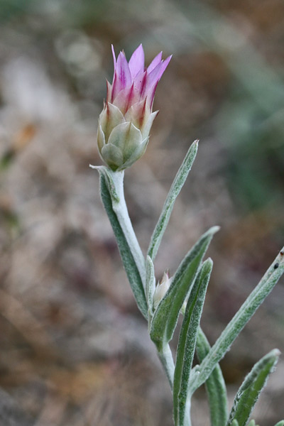 Xeranthemum inapertum, Perpetuini mezzani