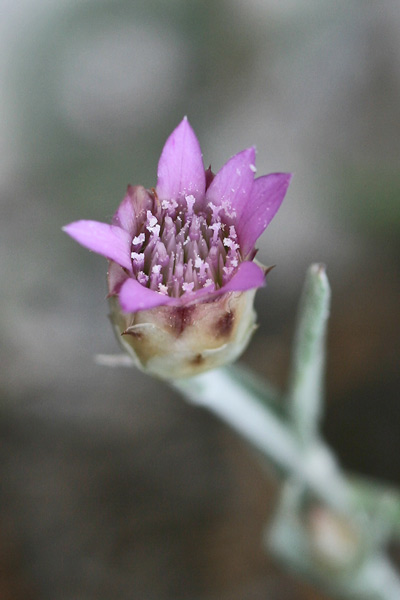 Xeranthemum inapertum, Perpetuini mezzani