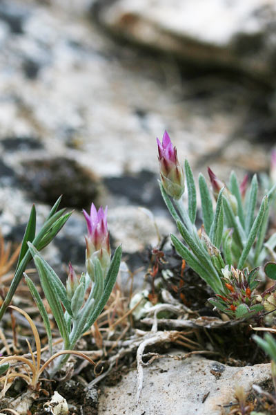 Xeranthemum inapertum, Perpetuini mezzani