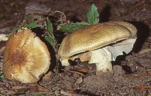 Agaricus augustus