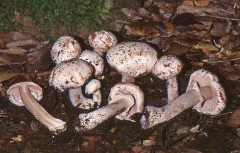 Agaricus benesii