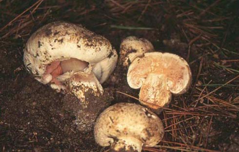 Agaricus bernardii