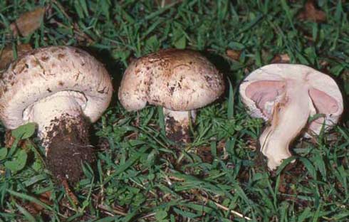 Agaricus bresadolanus Agaricus bresadolanus