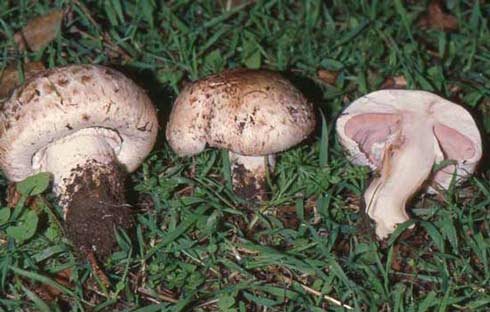 Agaricus bresadolanus