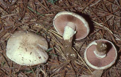 Agaricus campestris Agaricus campestris
