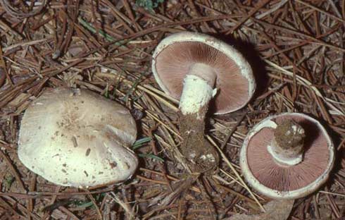 Agaricus campestris