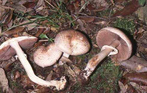 Agaricus phaeolepidotus Agaricus phaeolepidotus