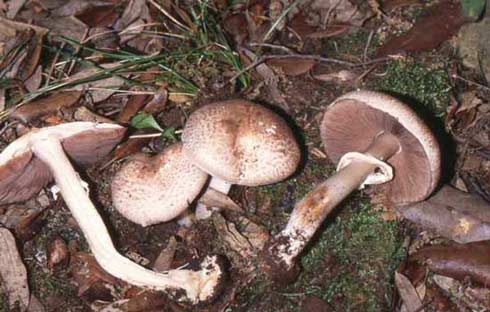 Agaricus phaeolepidotus