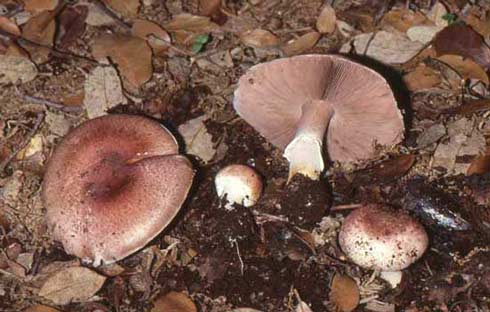 Agaricus porphyrizon Agaricus porphyrizon