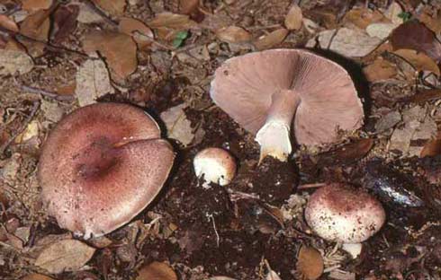 Agaricus porphyrizon