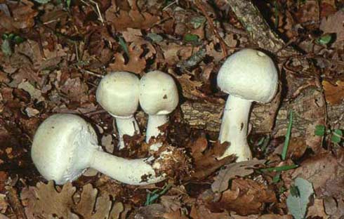 Agaricus sylvicola Agaricus sylvicola