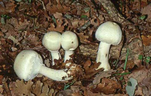 Agaricus sylvicola