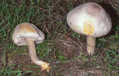 Agaricus xanthodermus