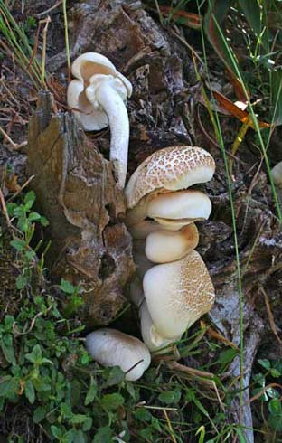 Agrocybe cylindracea Agrocybe cylindracea