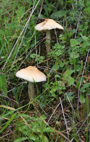 Agrocybe praecox