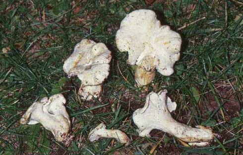 Albatrellus ovinus Albatrellus ovinus