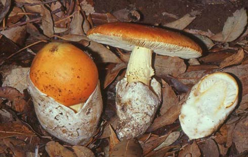 Amanita caesarea Amanita caesarea