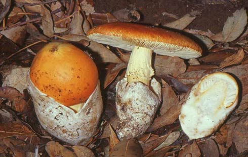 Amanita caesarea