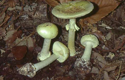 Amanita citrina Amanita citrina