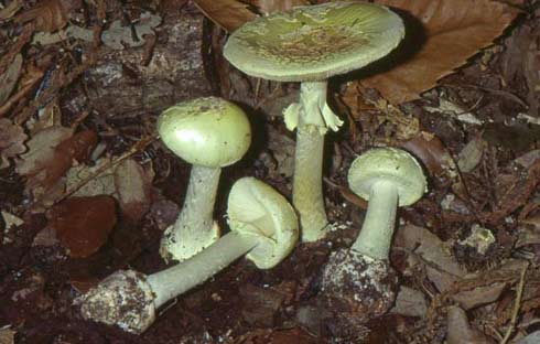 Amanita citrina