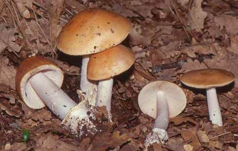 Amanita crocea Amanita crocea