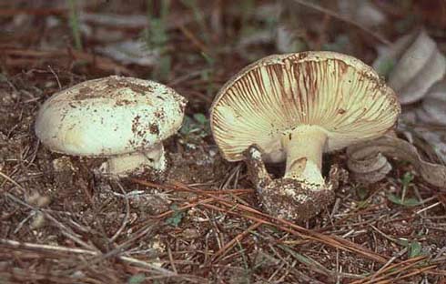 Amanita curtipes Amanita curtipes
