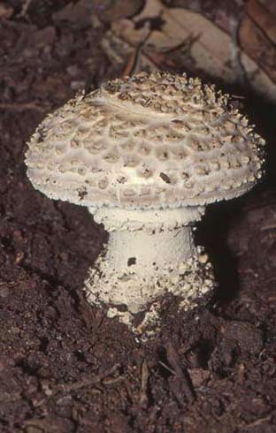 Amanita echinocephala Amanita echinocephala