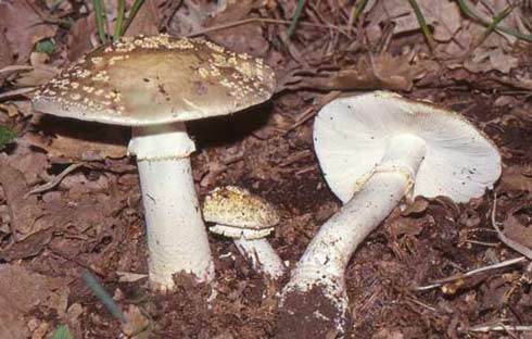 Amanita franchetii Amanita franchetii