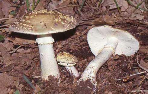 Amanita franchetii