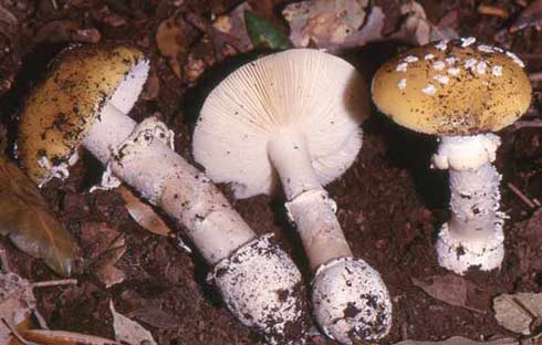 Amanita junquillea Amanita junquillea