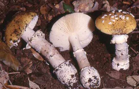 Amanita junquillea