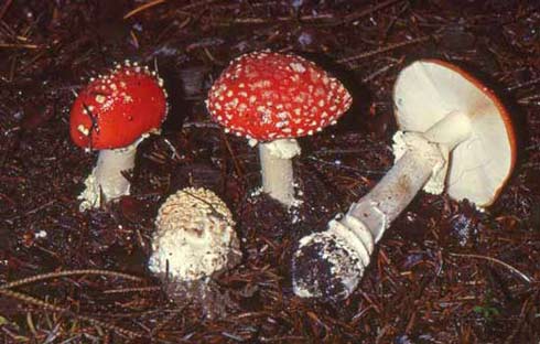 Amanita muscaria