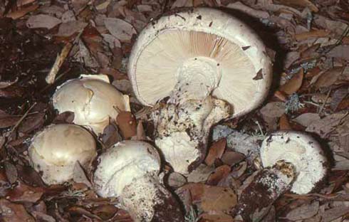 Amanita ovoidea