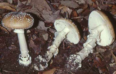 Amanita pantherina