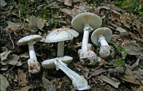 Amanita phalloides fo. alba Amanita phalloides fo. alba