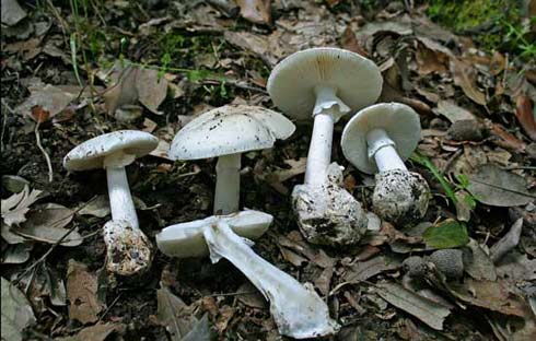 Amanita phalloides fo. alba