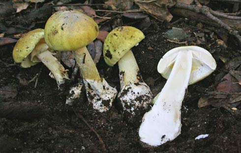 Amanita phalloides Amanita phalloides