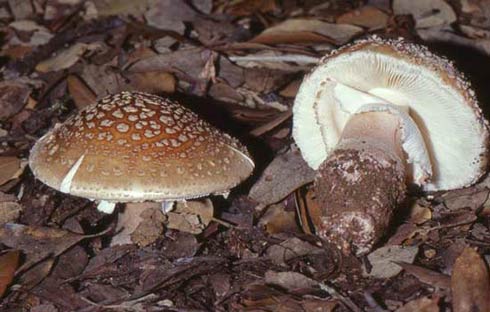 Amanita rubescens Amanita rubescens