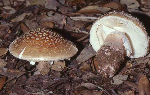 Amanita rubescens