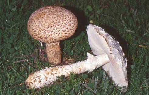 Amanita vittadinii Amanita vittadinii