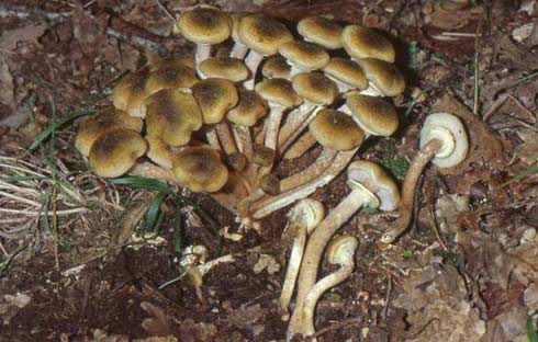 Armillaria mellea