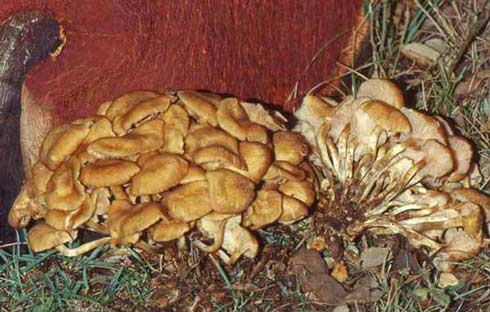 Armillaria tabescens Armillaria tabescens