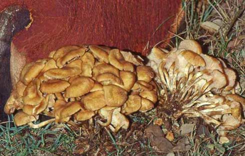 Armillaria tabescens