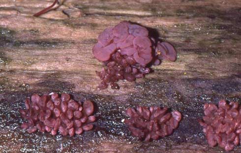 Ascocoryne sarcoides Ascocoryne sarcoides