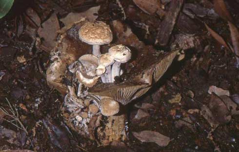 Asterophora lycoperdoides Asterophora lycoperdoides