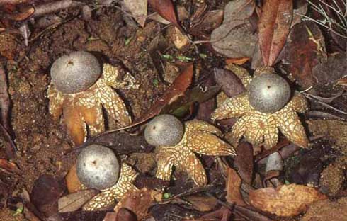 Astraeus hygrometricus Astraeus hygrometricus