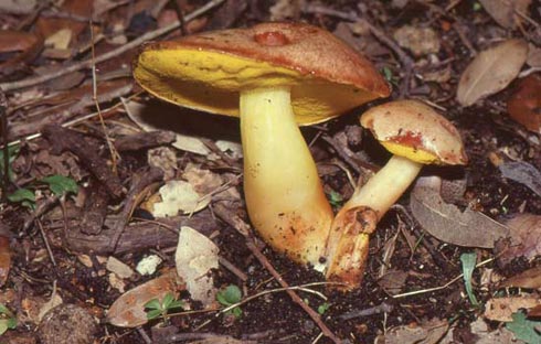 Aureoboletus gentilis Aureoboletus gentilis