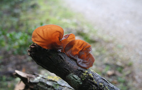 Auricularia auricula-judae Auricularia auricula-judae